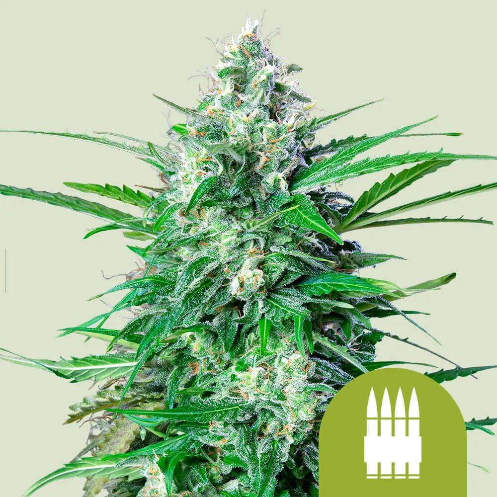 Royal AK Autoflower