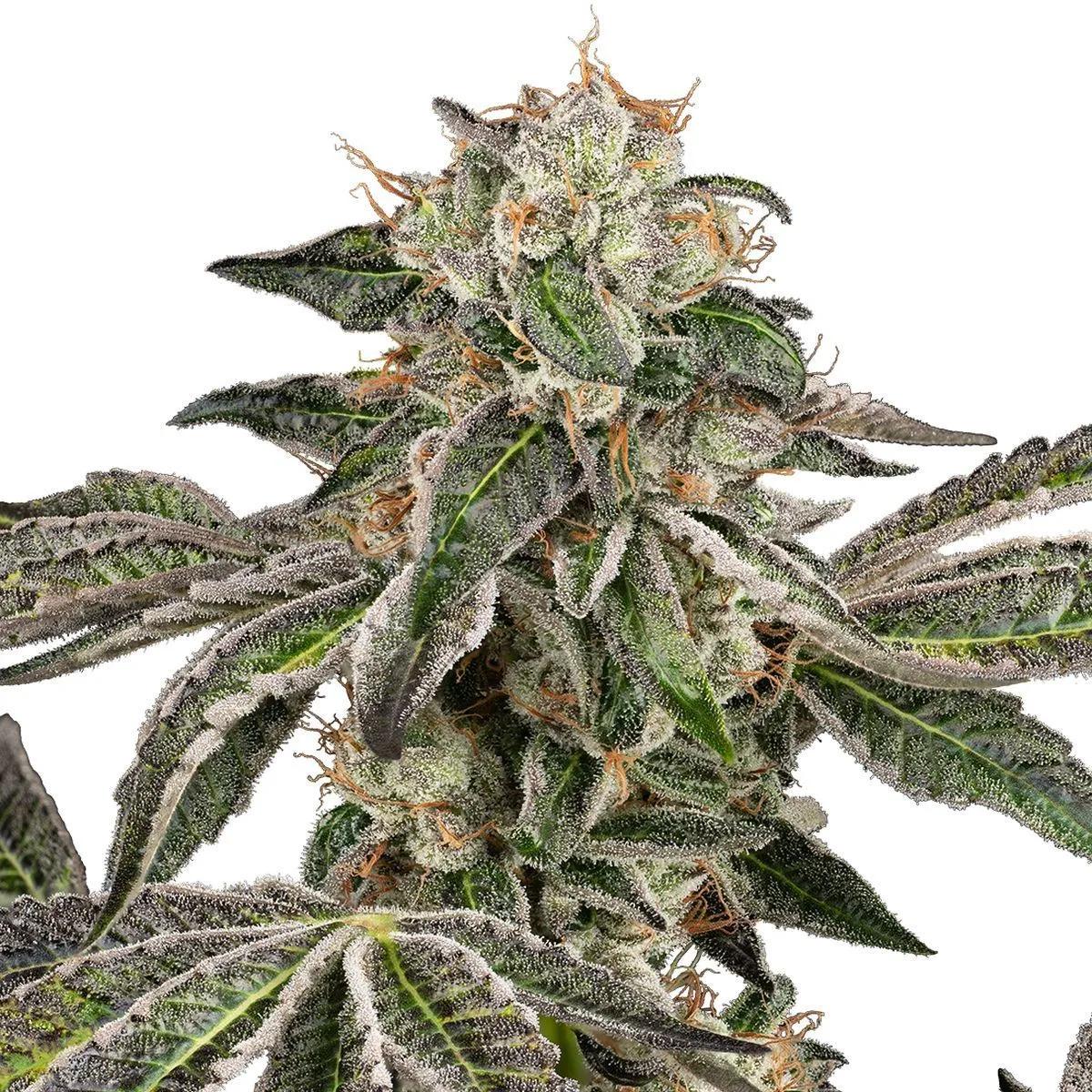 Runtz