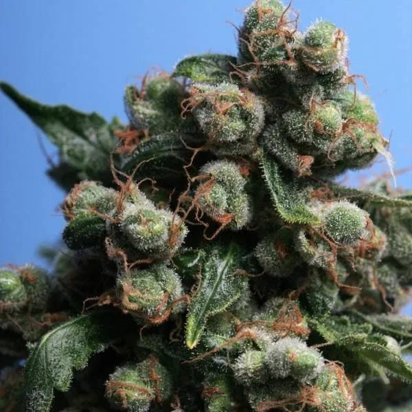 Sage 'N Sour