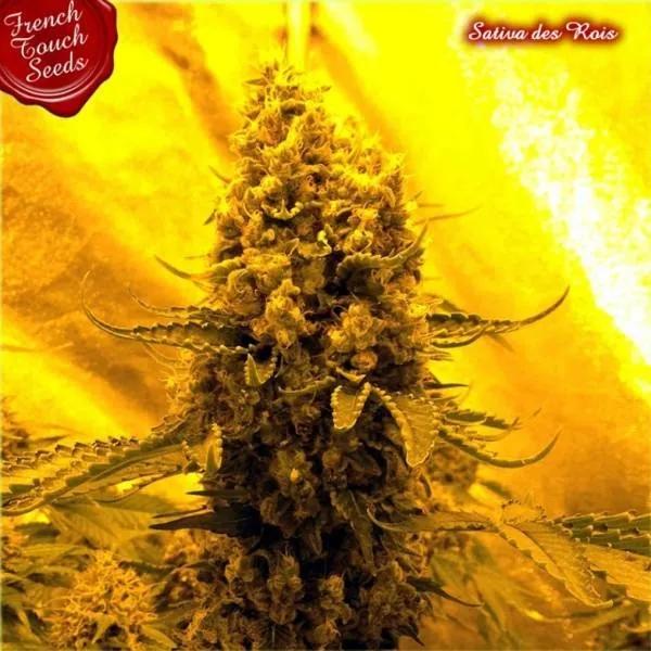 Sativa Des Rois