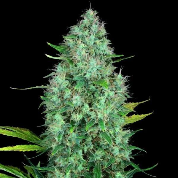 Serious 6