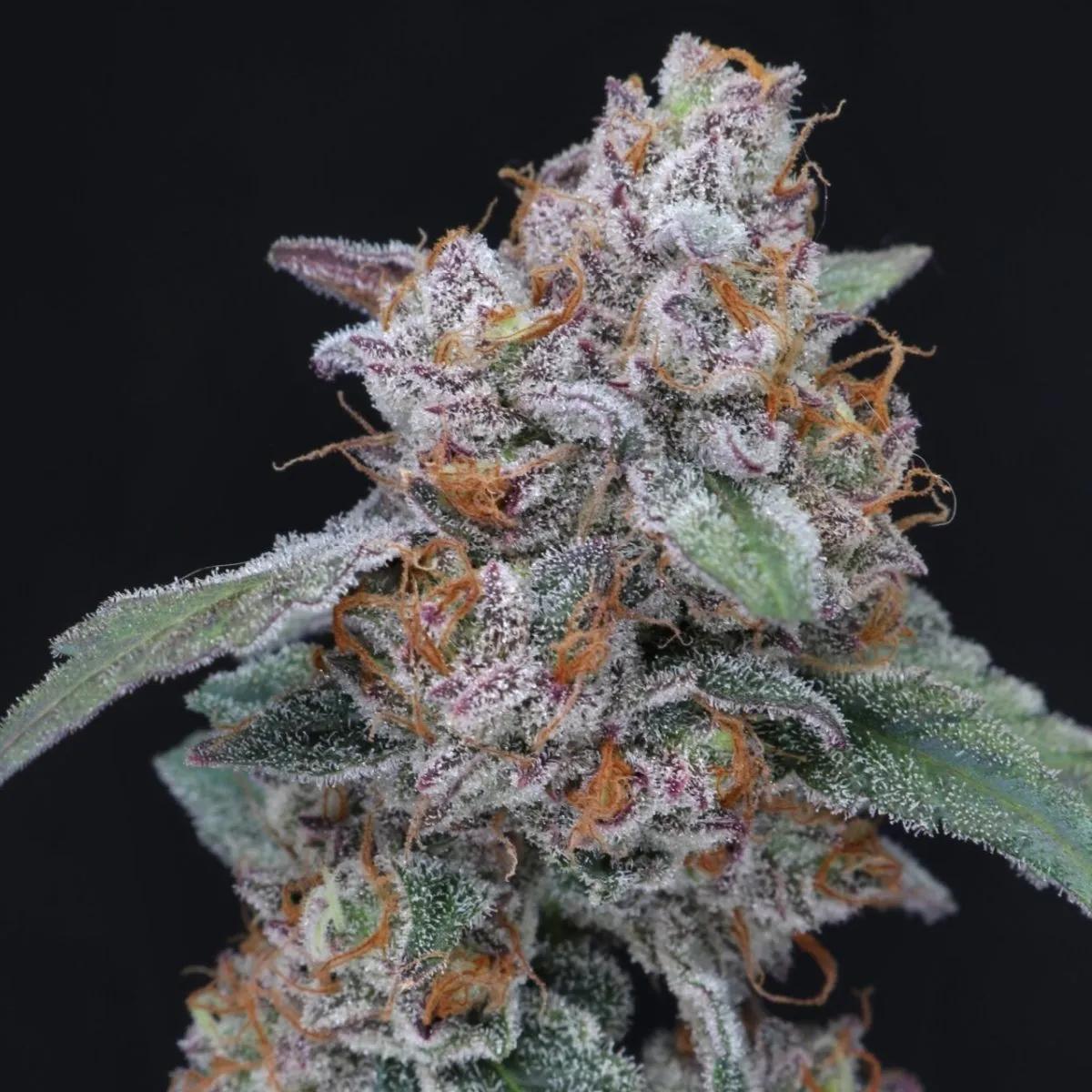 SherBacio OG