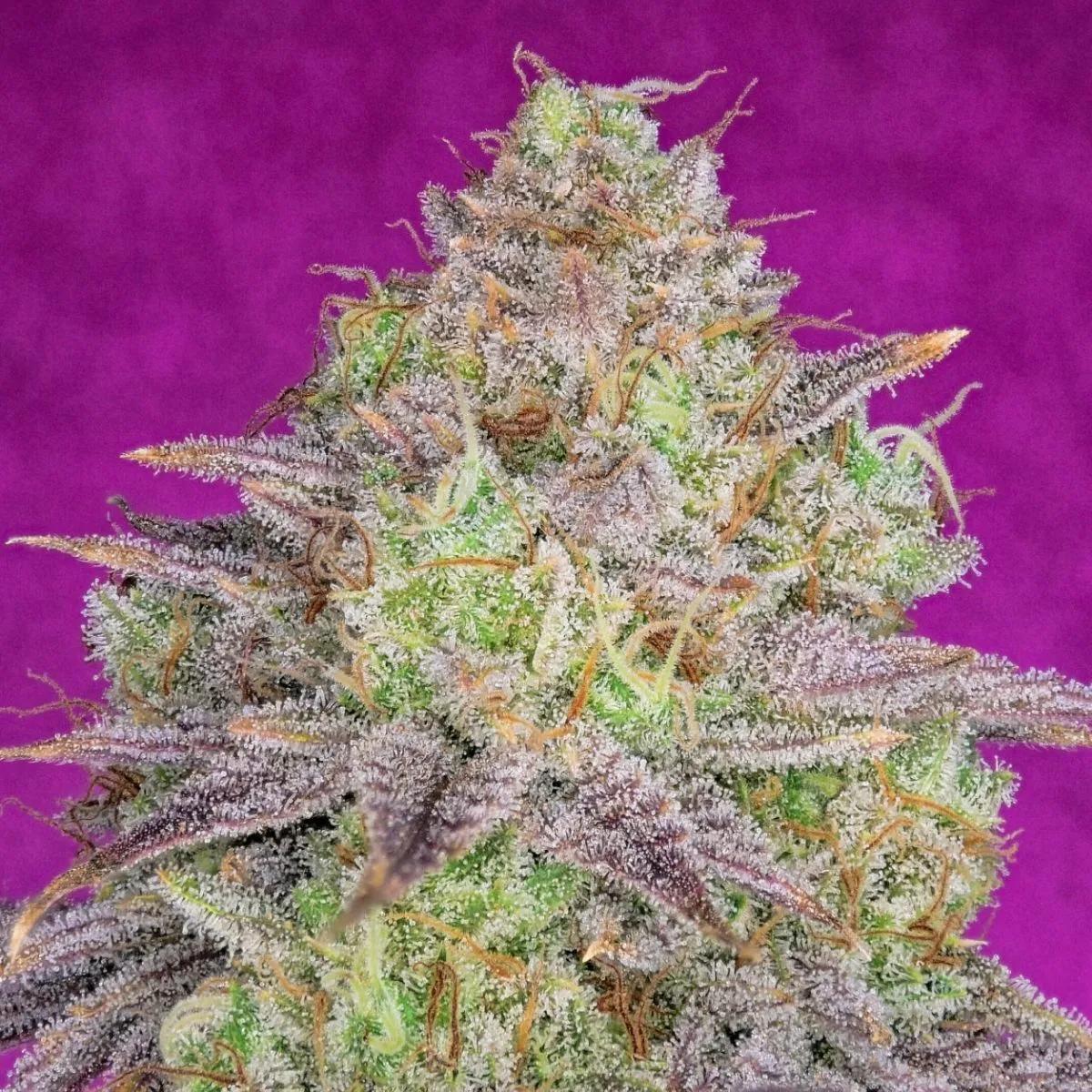 Shiskaberry