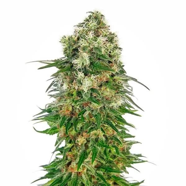 Shiva Skunk Autoflower