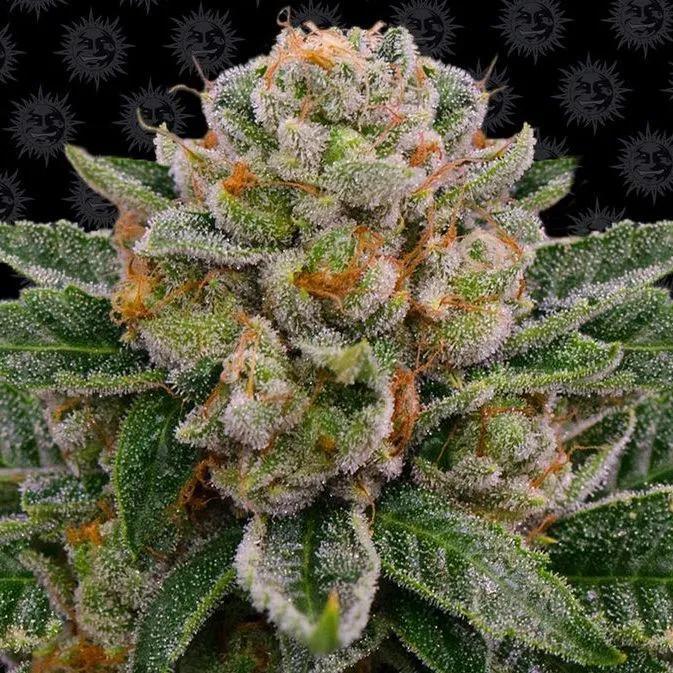 Skywalker OG