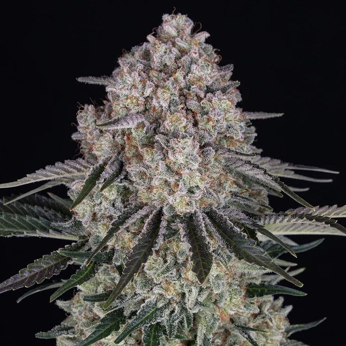 Sour Diesel