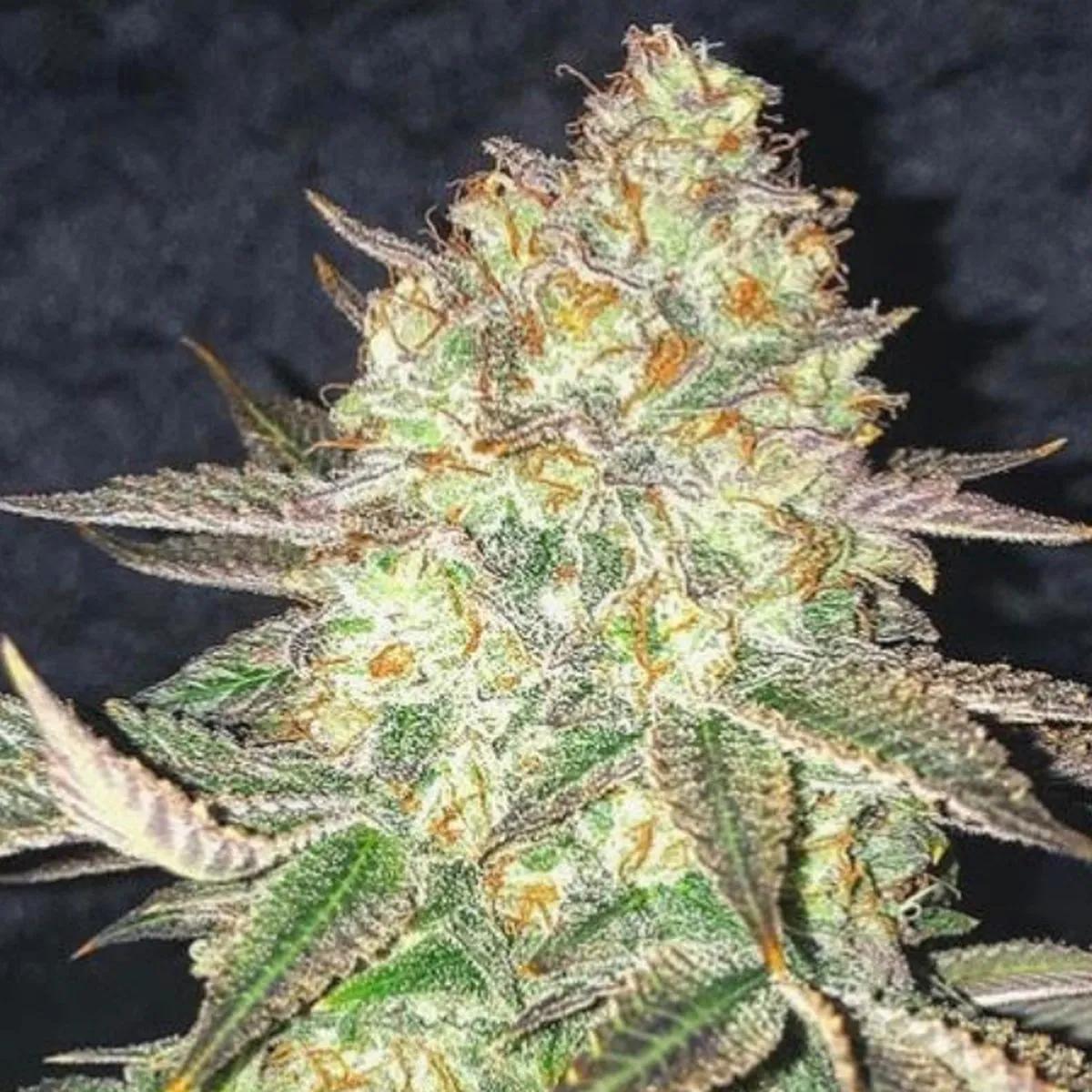 Spooky OG