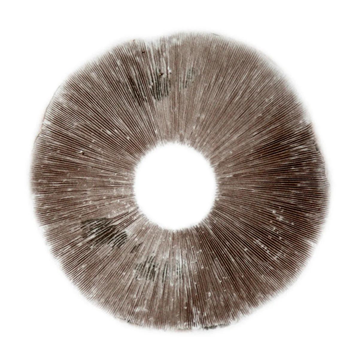 Sporový otisk Psilocybe Cubensis B+