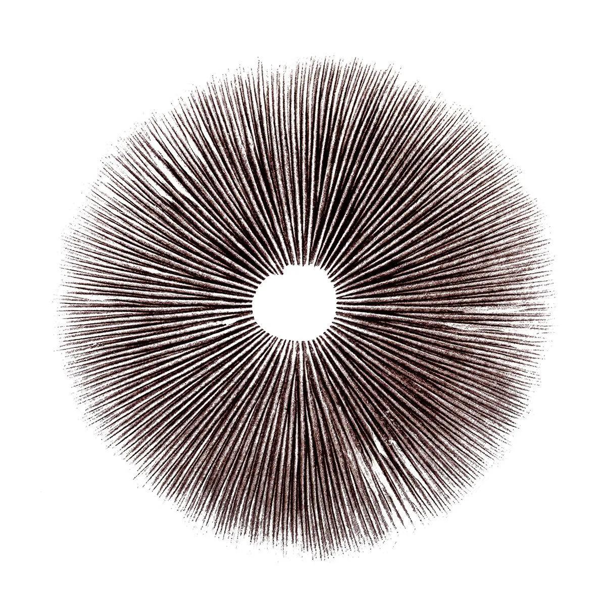 Sporový otisk Psilocybe Cubensis Ecuador