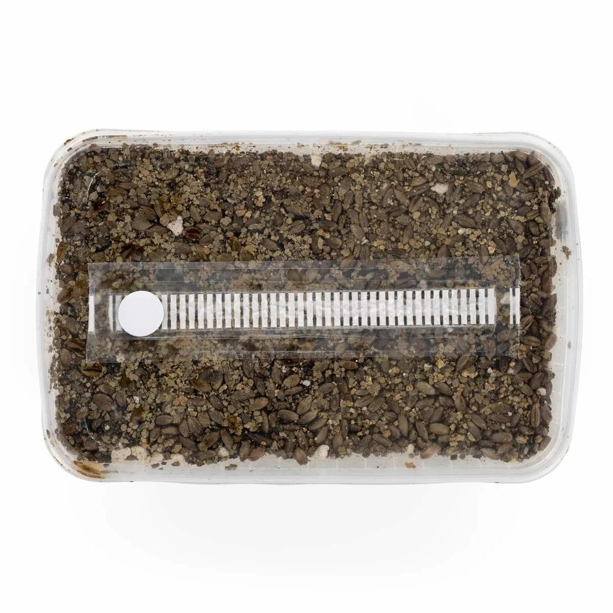 Sterilizovaný substrátový kit