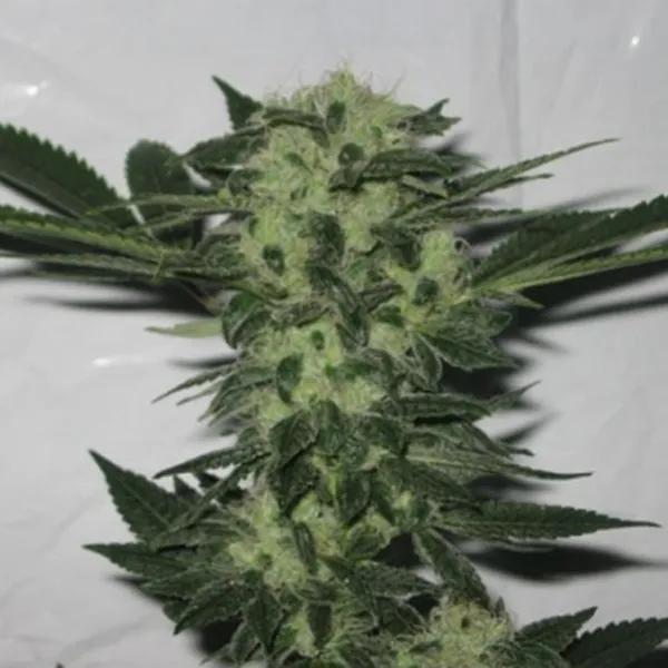 818 Headband