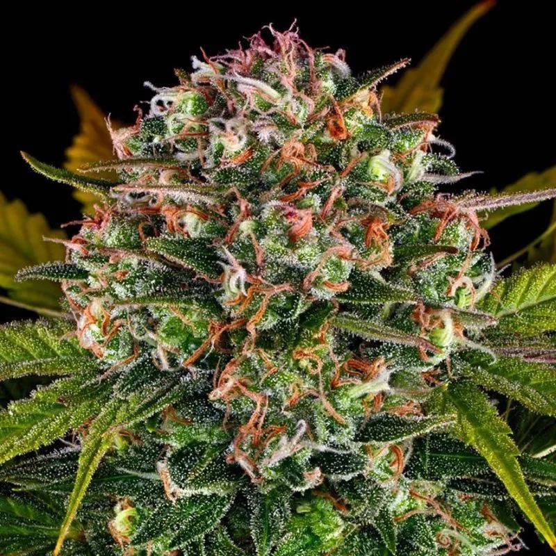 Strawberry Cheesecake