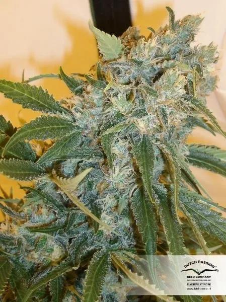 Strawberry Cough