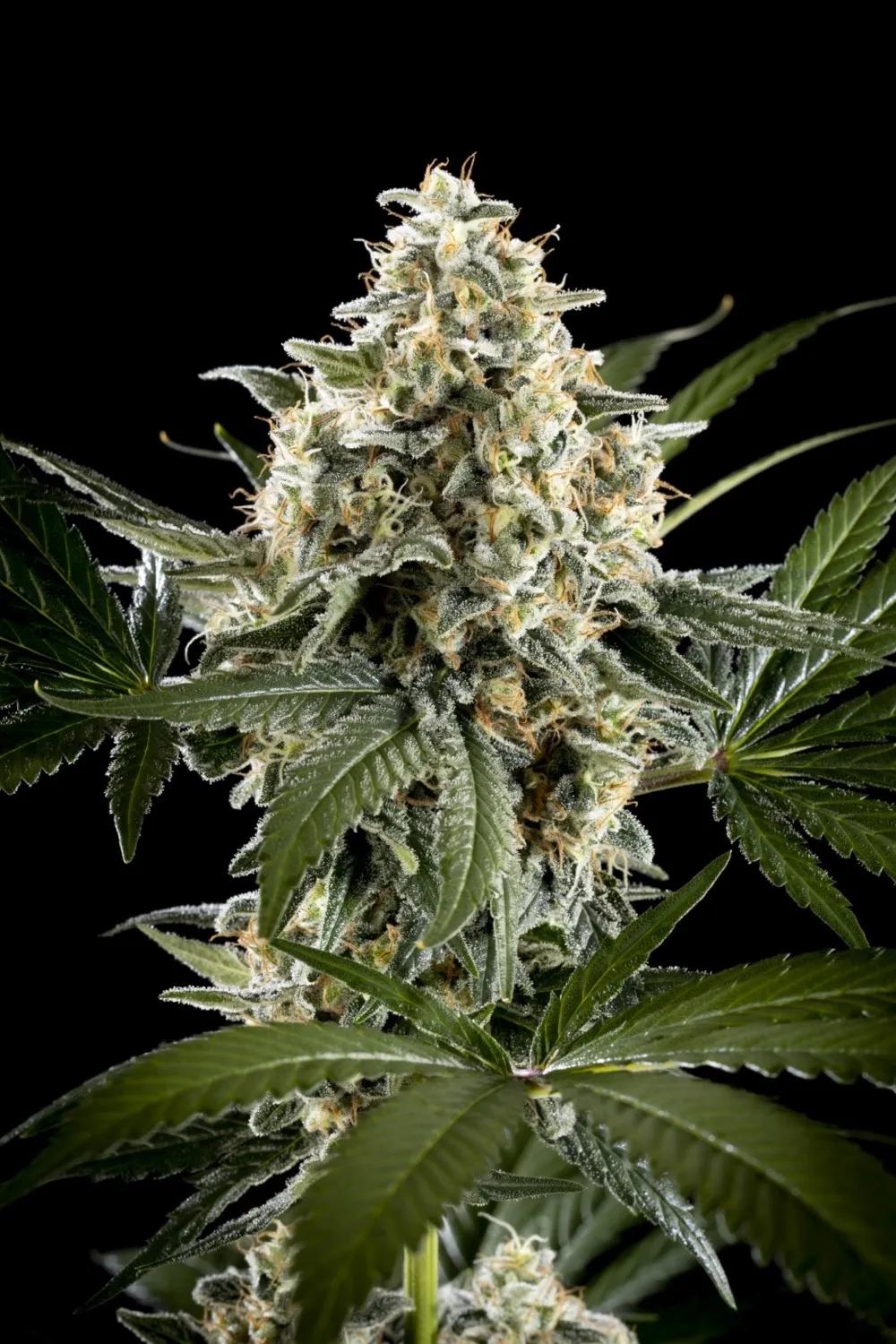 Sunset Sherbet Go Fast