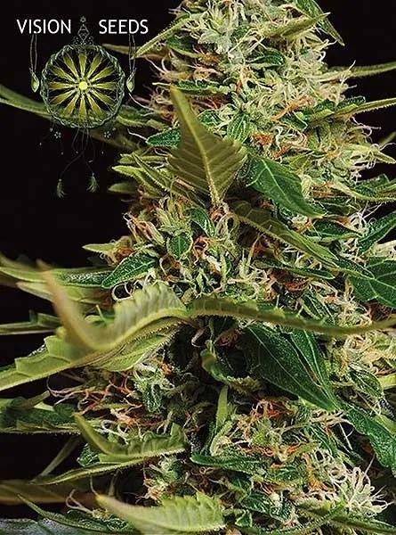 Super Skunk Autoflowering