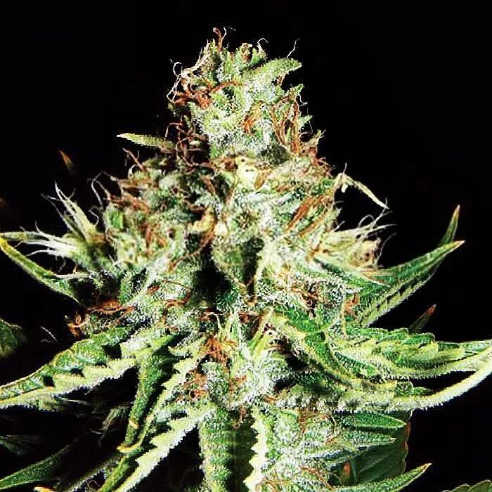 Sweet Cream Auto