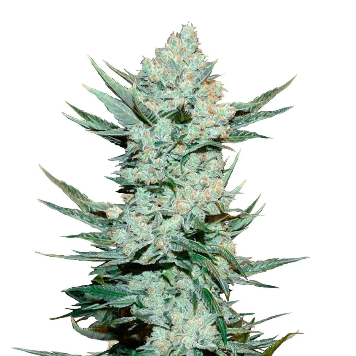 Tangie Auto