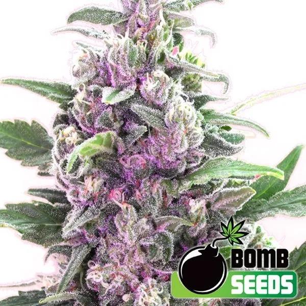 THC Bomb Auto