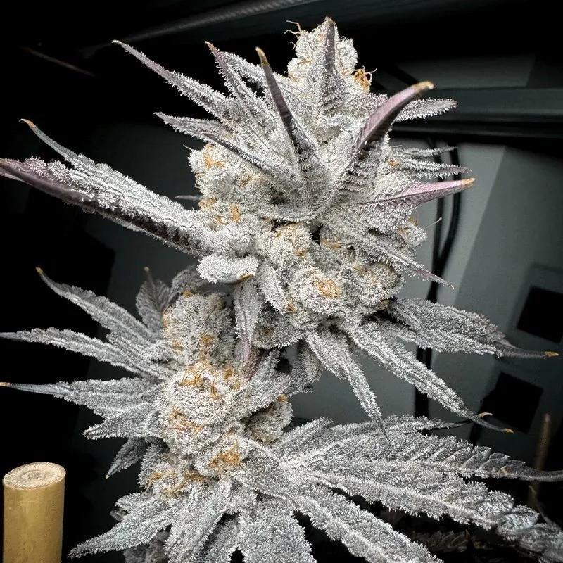 Trich Beast