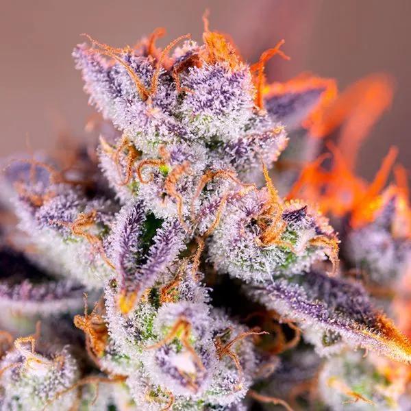 Tropicanna Poison XL