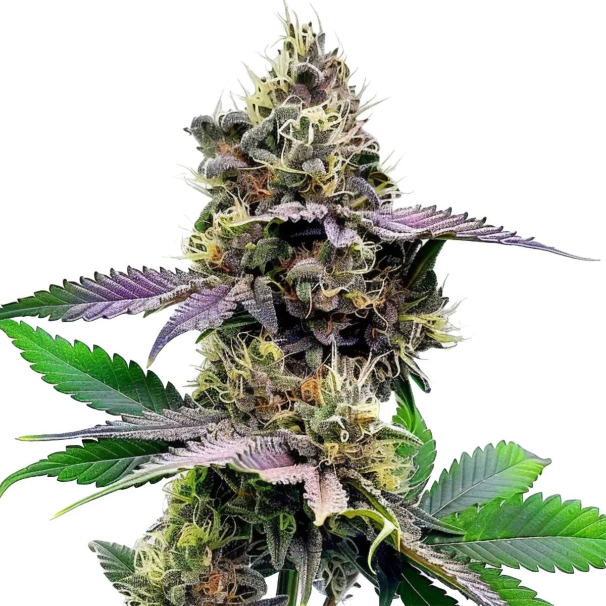 Watermelon Gelato
