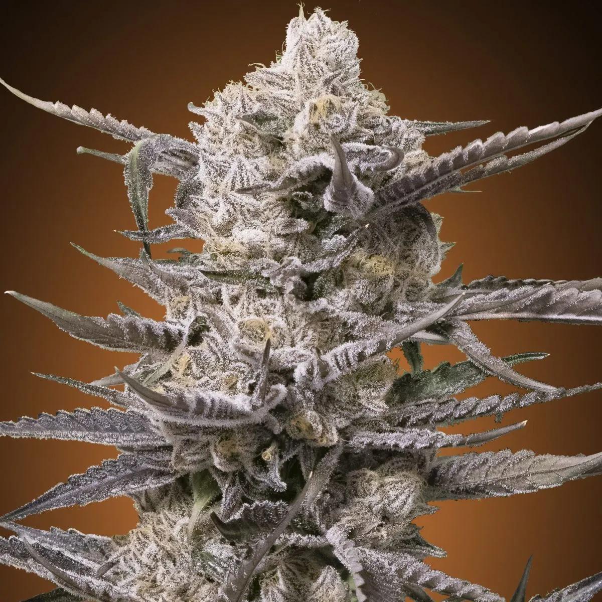 Watermelon OG