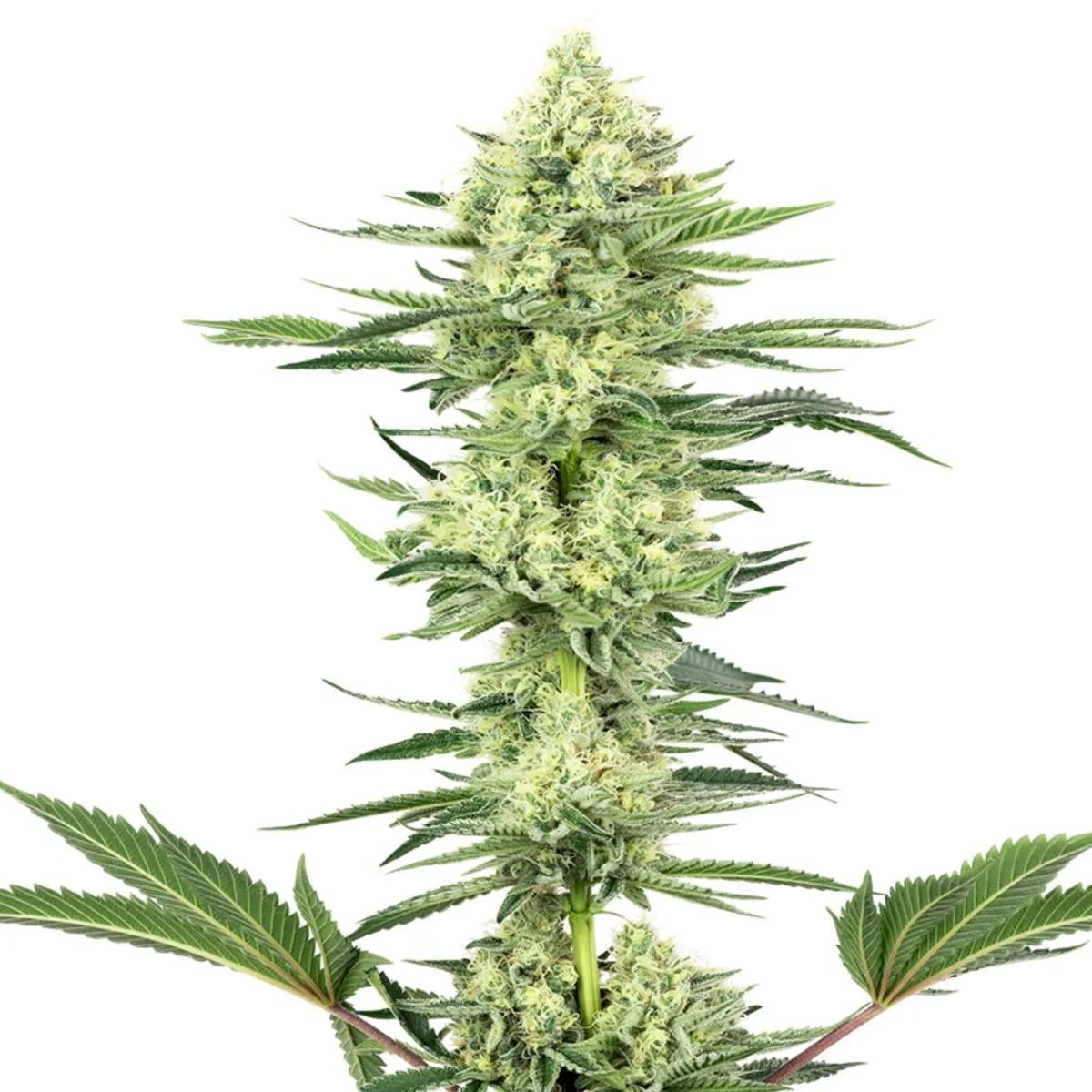 White Gorilla Haze