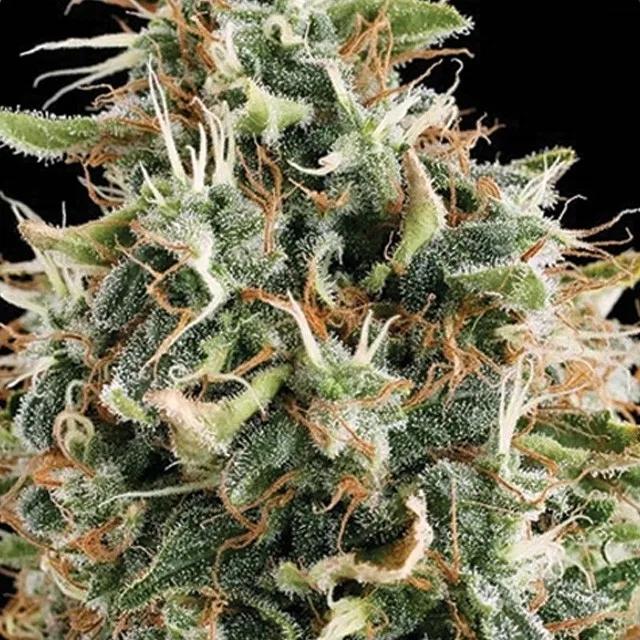 White Widow