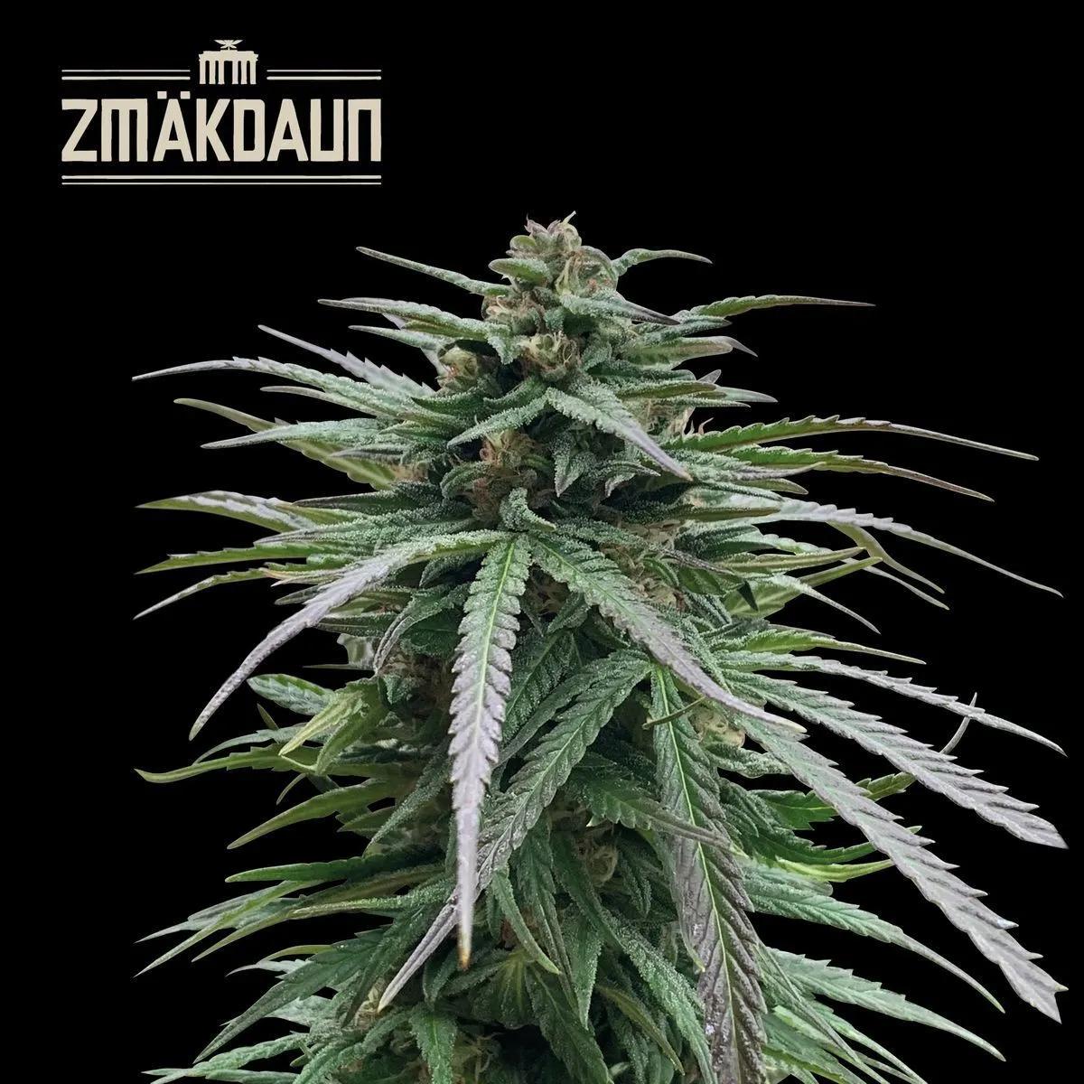 Zmäkdaun (Seedstockers)