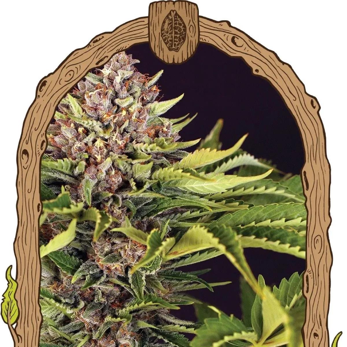 ZZZ... (Exotic Seed)