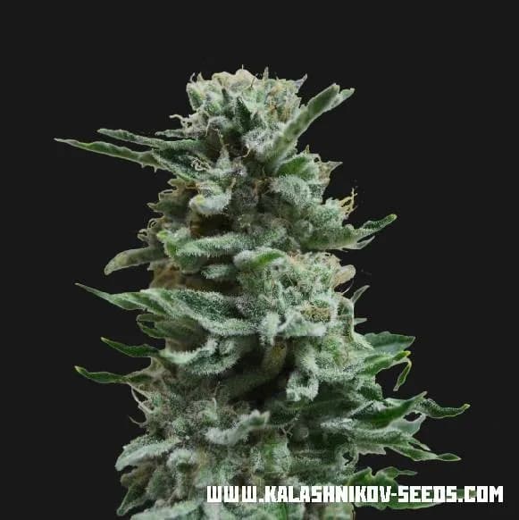 AK Skunk Auto