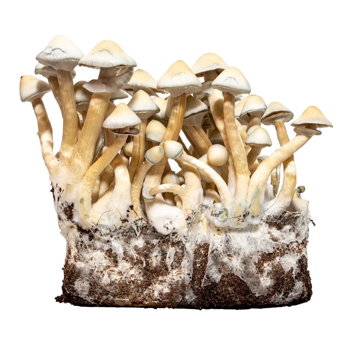 Injekční stříkačka s tekutou kulturou Albino A+ (Acid Shroomz)