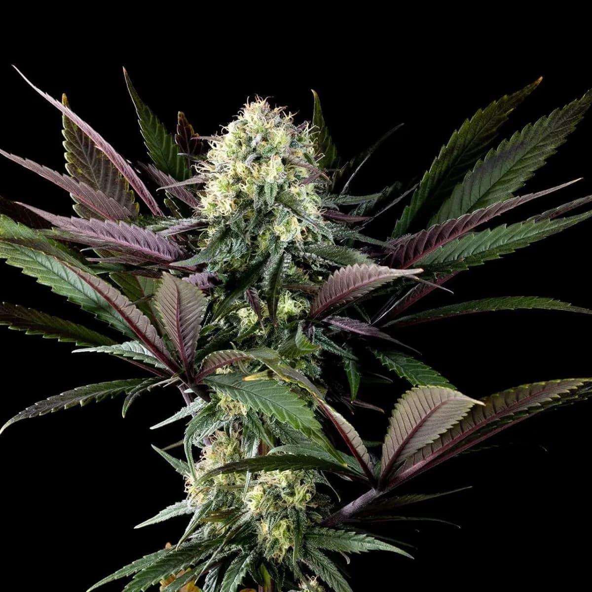 Apple Fritter