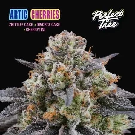 Arctic Cherries