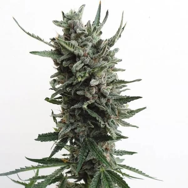 Auto Critical HOG