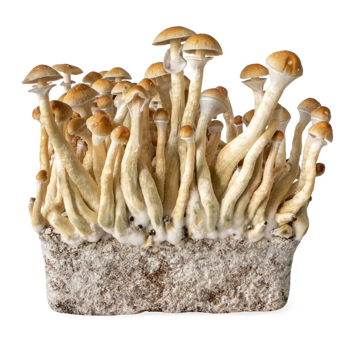 Injekční stříkačka s tekutou kulturou B+ (Acid Shroomz)