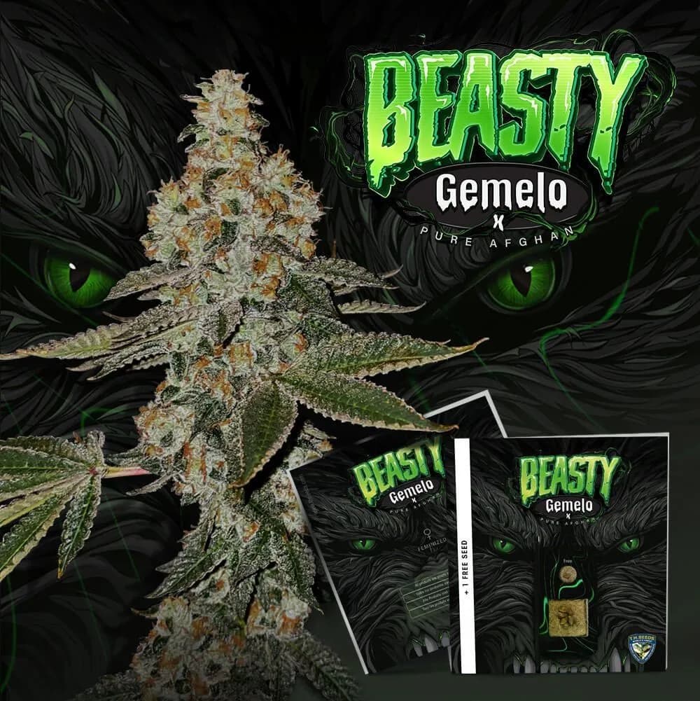 Beasty (T.H.Seeds™)