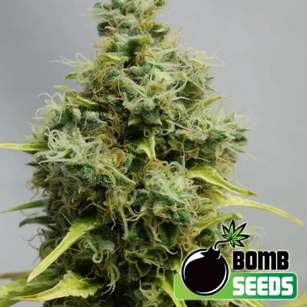 Big Bomb