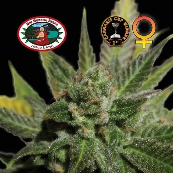 Big Buddha Cheese