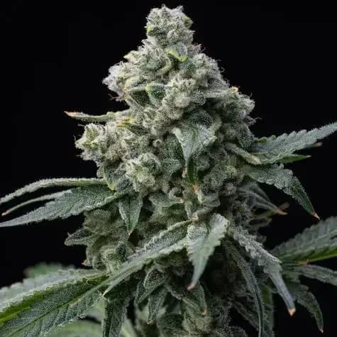 Bruce Banner