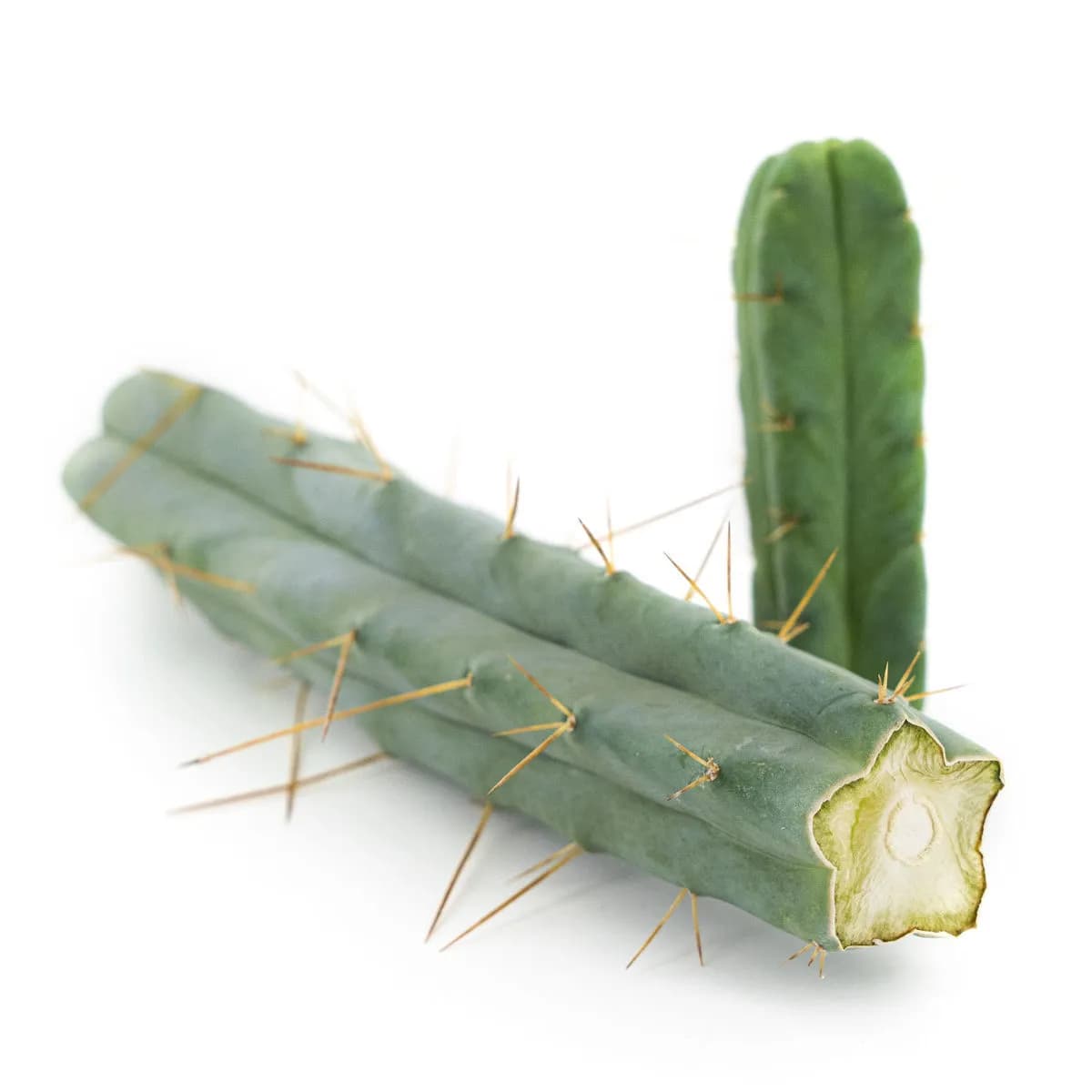 Kaktus čtyř větrů