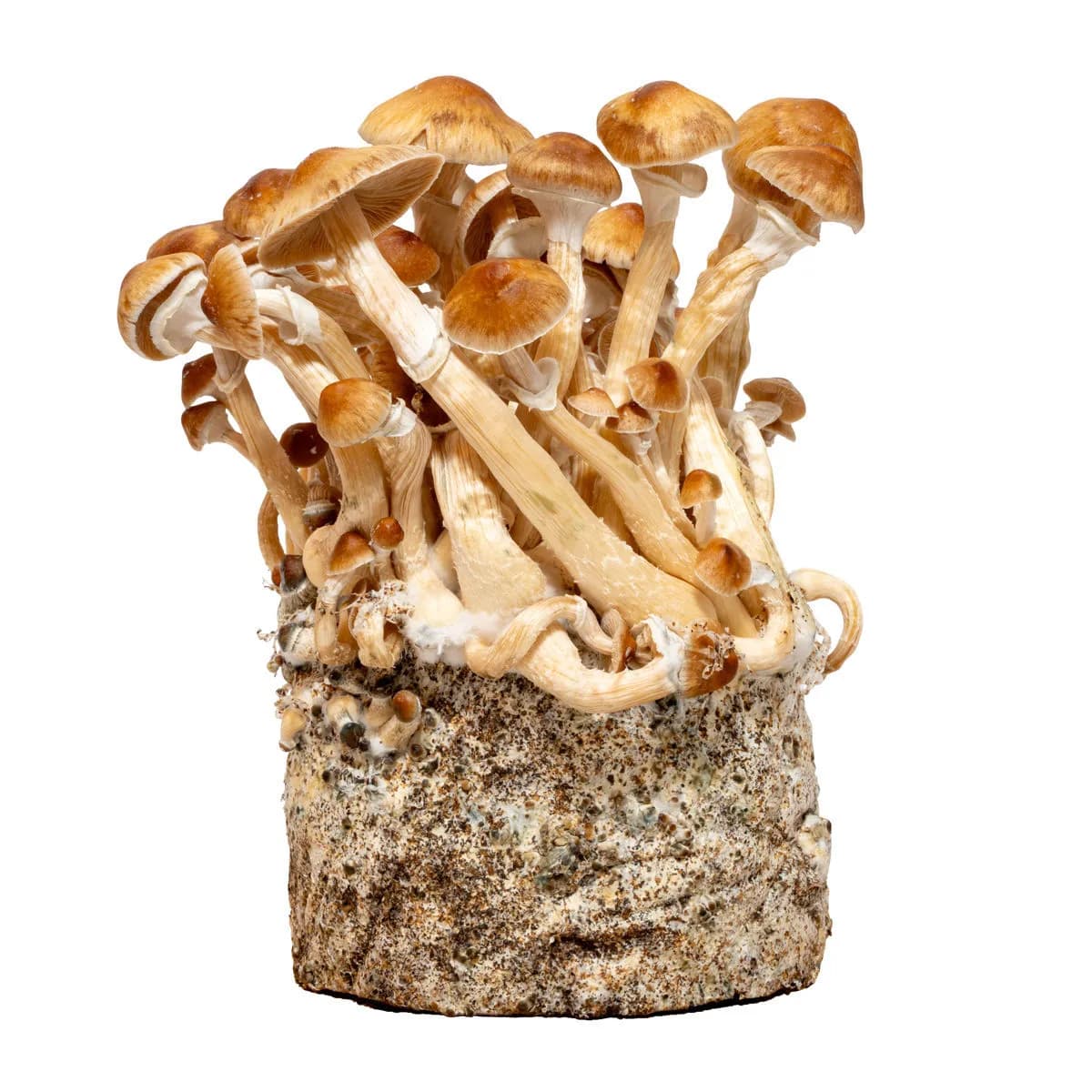Injekční stříkačka s tekutou kulturou Cambodia (Acid Shroomz)