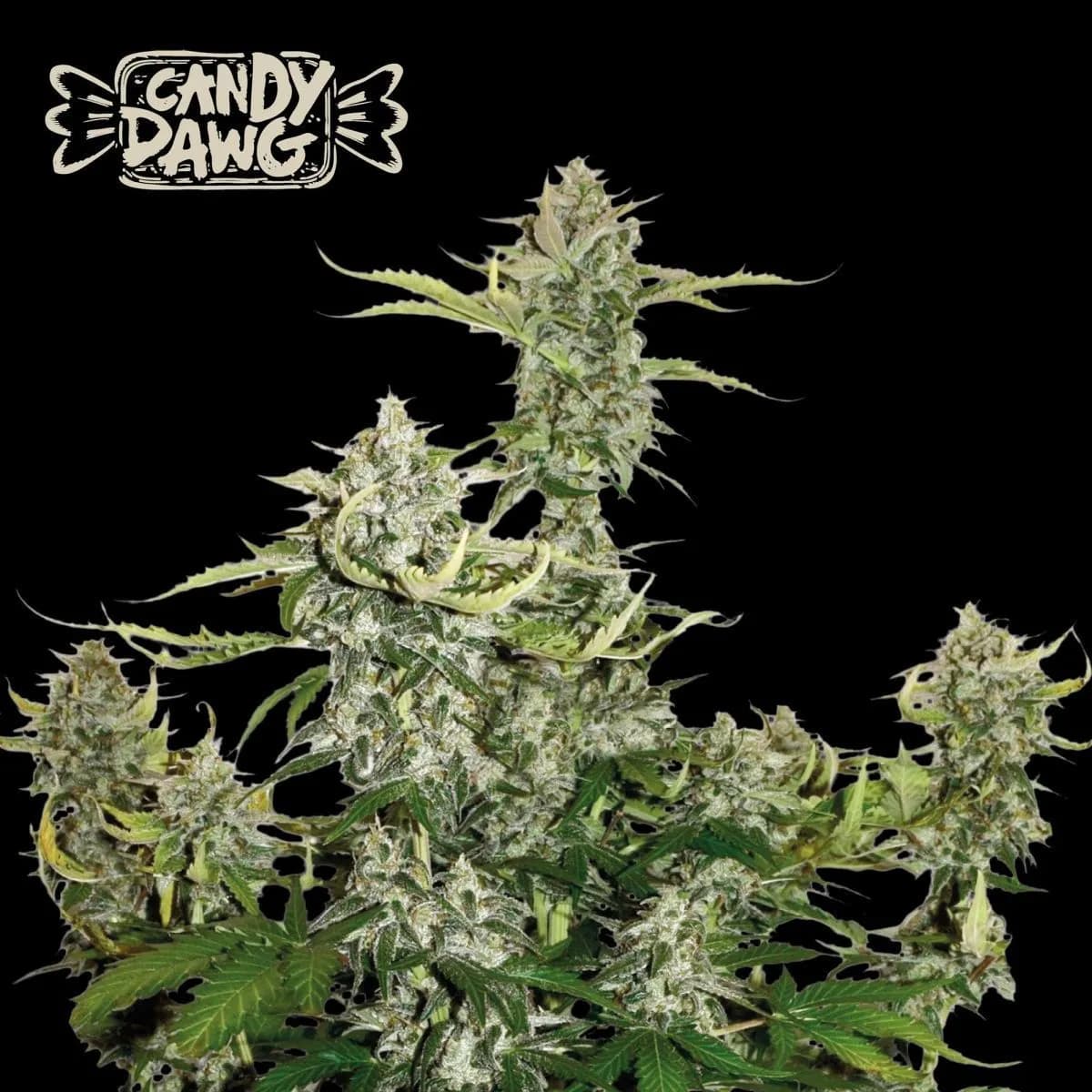 Candy Dawg Auto (Seedstockers)