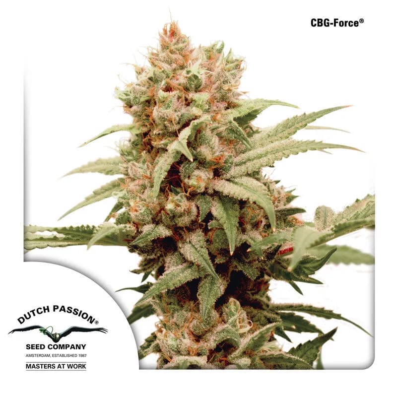CBG-Force