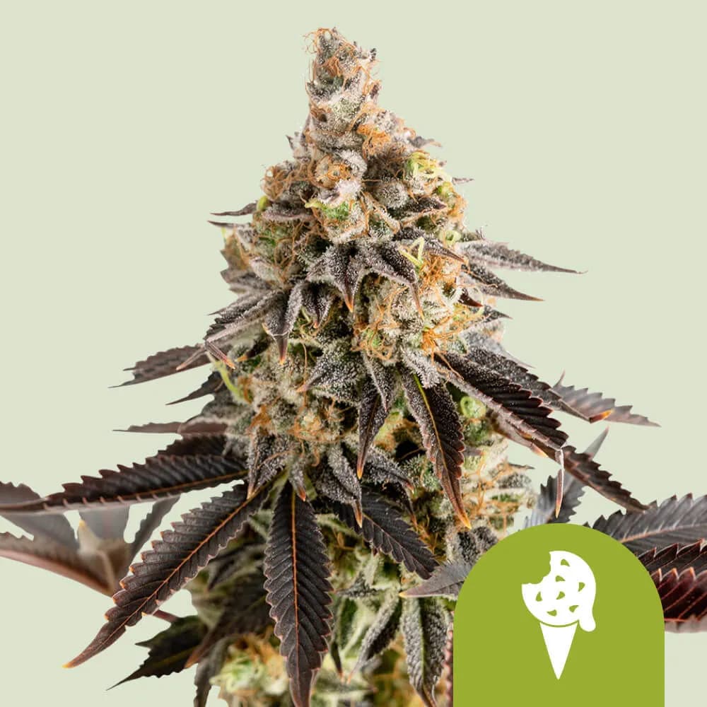 Cookies Gelato