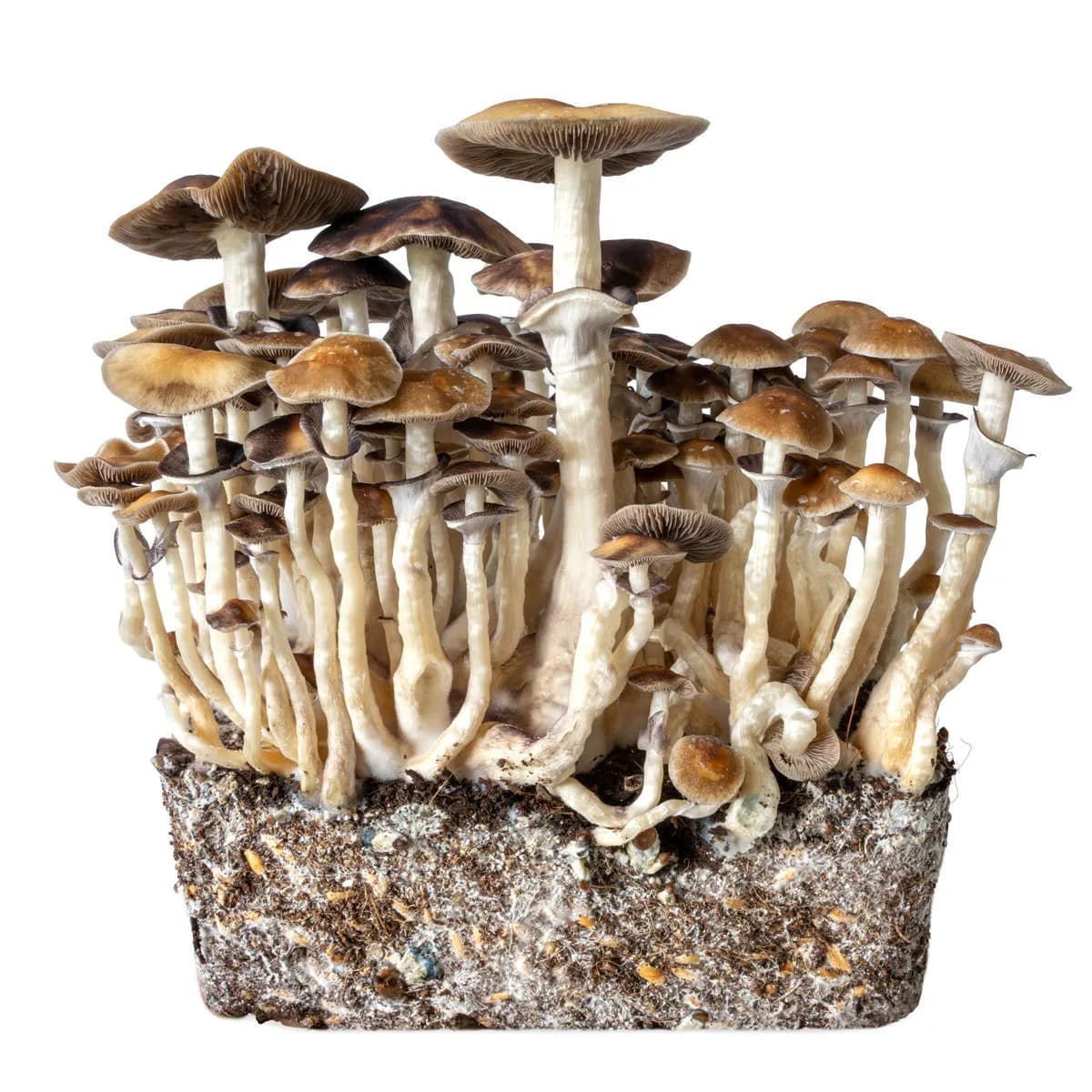 Hawaii injekce s tekutou kulturou (Acid Shroomz)