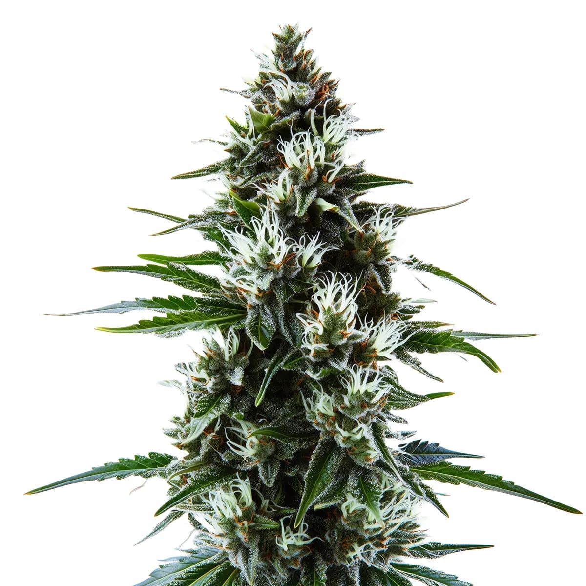 MAC 1 Auto
