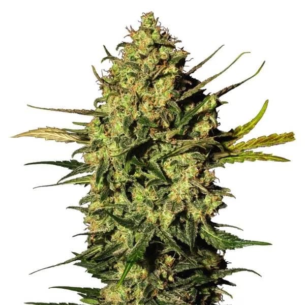 Master Kush Autoflower