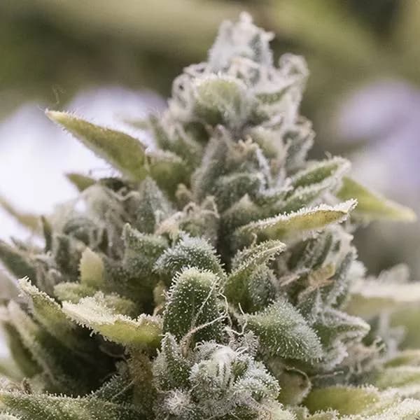 OG Kush Auto (Humboldt Seed Organization)