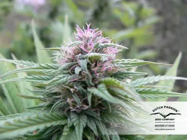 Orange Bud